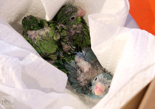 Baby Parrotlets