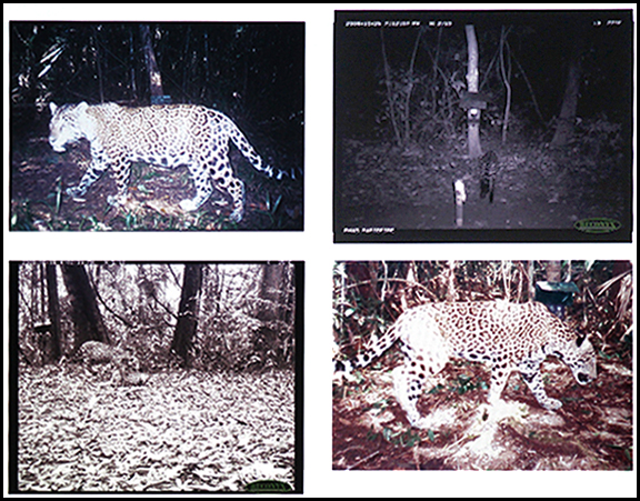 Jaguar camera trap images